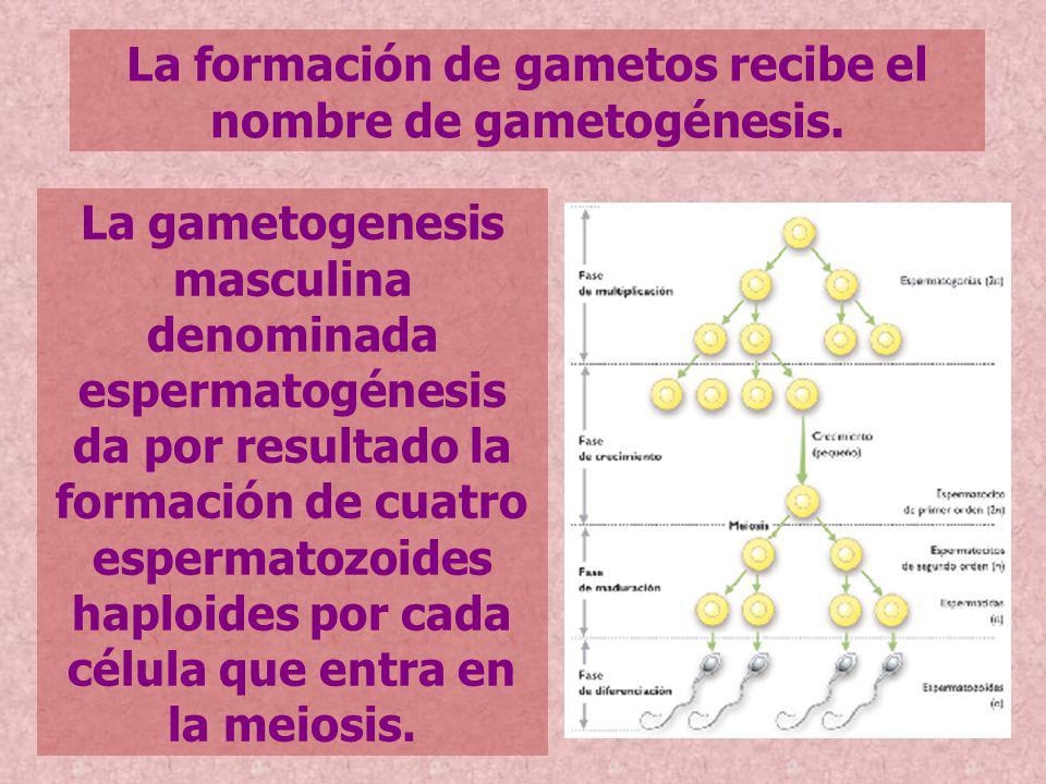 La formación de gametos recibe el nombre de gametogénesis.