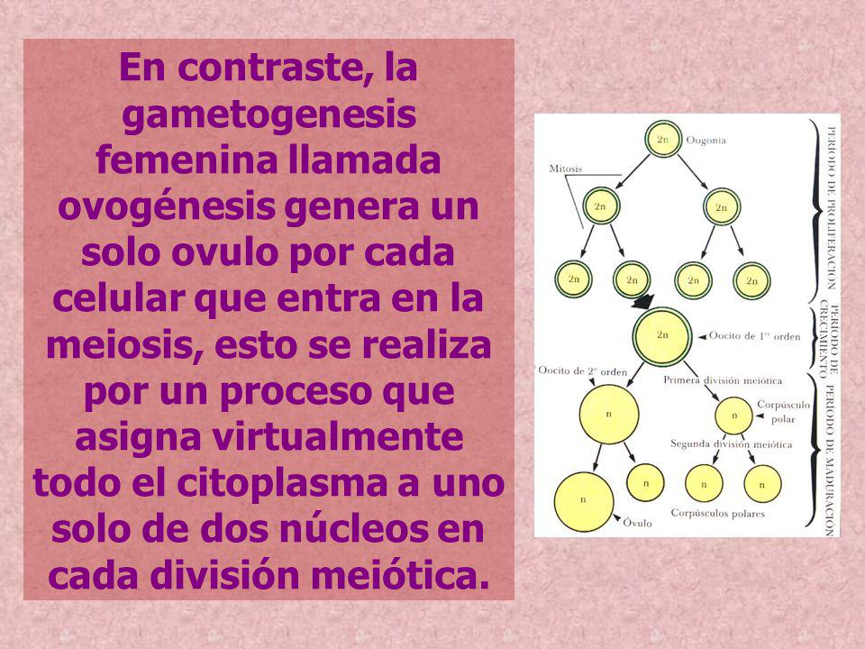En contraste, la gametogenesis femenina llamada ovogénesis genera un solo ovulo por cada celular que entra en la meiosis, esto se realiza por un proceso que asigna virtualmente todo el citoplasma a uno solo de dos núcleos en cada división meiótica.