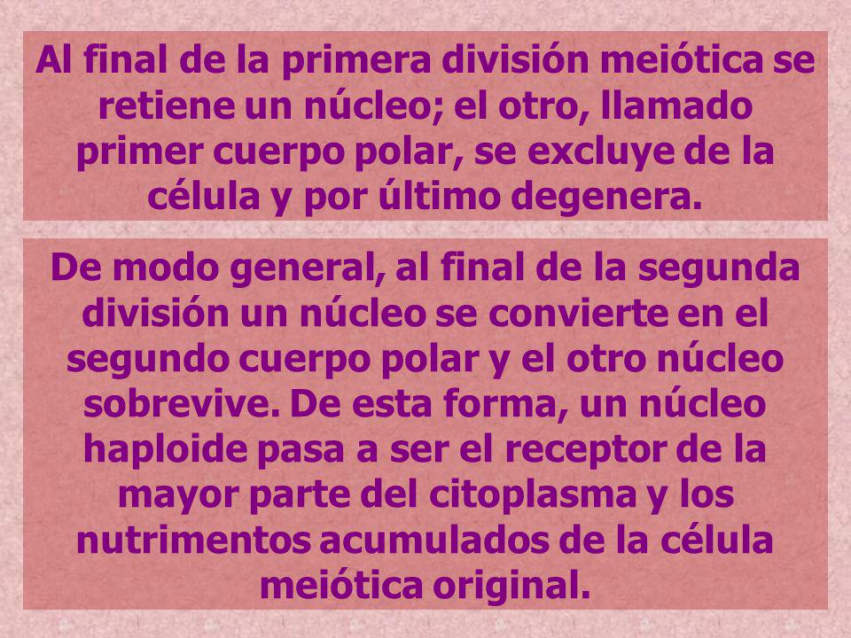 Al final de la primera división meiótica se retiene un núcleo; el otro, llamado primer cuerpo polar, se excluye de la célula y por último degenera.