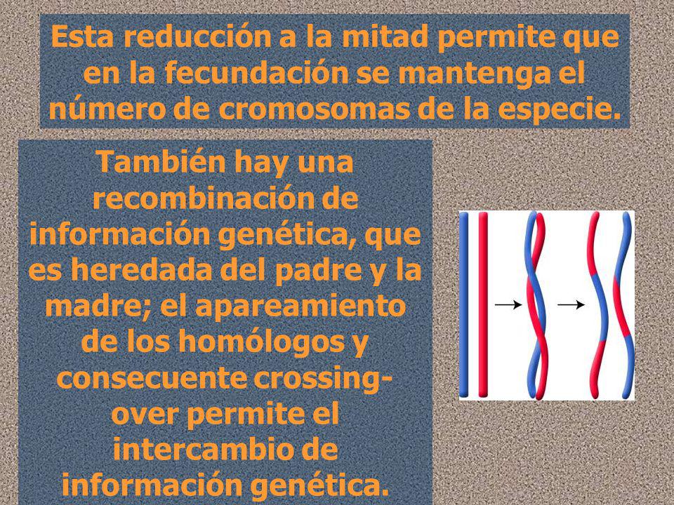 Esta reducción a la mitad permite que en la fecundación se mantenga el número de cromosomas de la especie.