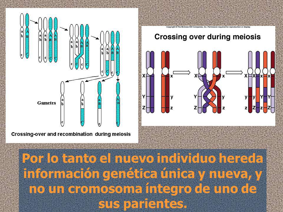 Por lo tanto el nuevo individuo hereda información genética única y nueva, y no un cromosoma íntegro de uno de sus parientes.