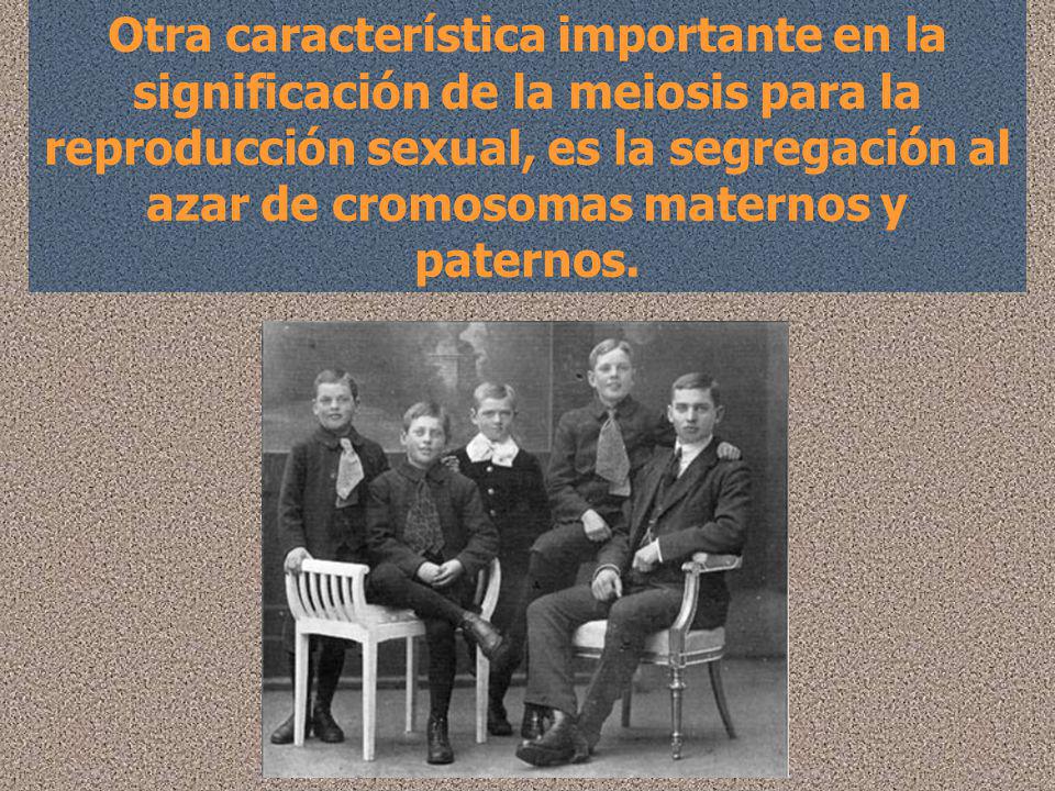 Otra característica importante en la significación de la meiosis para la reproducción sexual, es la segregación al azar de cromosomas maternos y paternos.