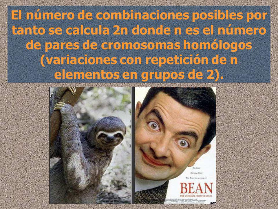 El número de combinaciones posibles por tanto se calcula 2n donde n es el número de pares de cromosomas homólogos (variaciones con repetición de n elementos en grupos de 2).