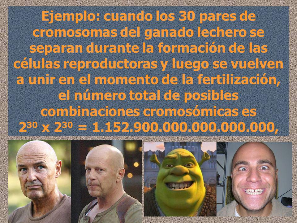Ejemplo: cuando los 30 pares de cromosomas del ganado lechero se separan durante la formación de las células reproductoras y luego se vuelven a unir en el momento de la fertilización, el número total de posibles combinaciones cromosómicas es