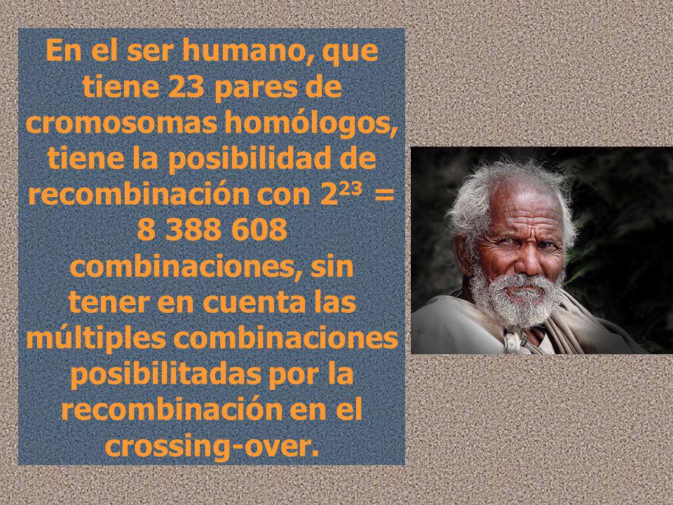 En el ser humano, que tiene 23 pares de cromosomas homólogos, tiene la posibilidad de recombinación con 223 = combinaciones, sin tener en cuenta las múltiples combinaciones posibilitadas por la recombinación en el crossing-over.