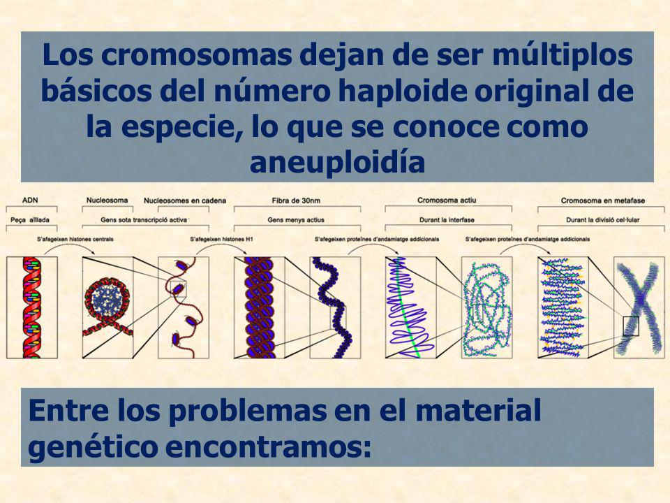 Los cromosomas dejan de ser múltiplos básicos del número haploide original de la especie, lo que se conoce como aneuploidía