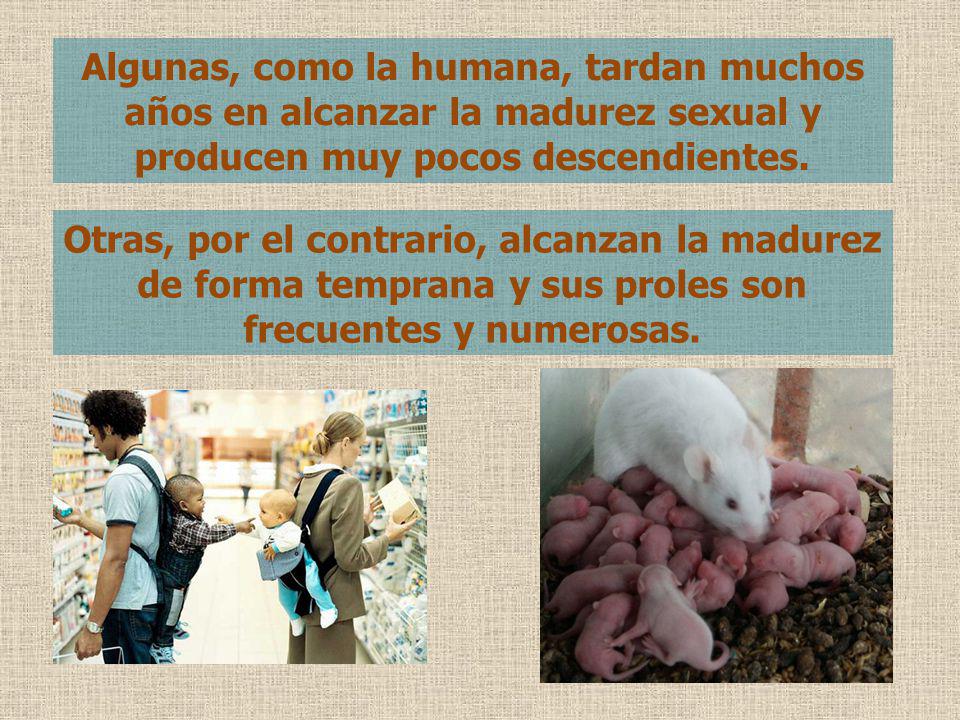 Algunas, como la humana, tardan muchos años en alcanzar la madurez sexual y producen muy pocos descendientes.