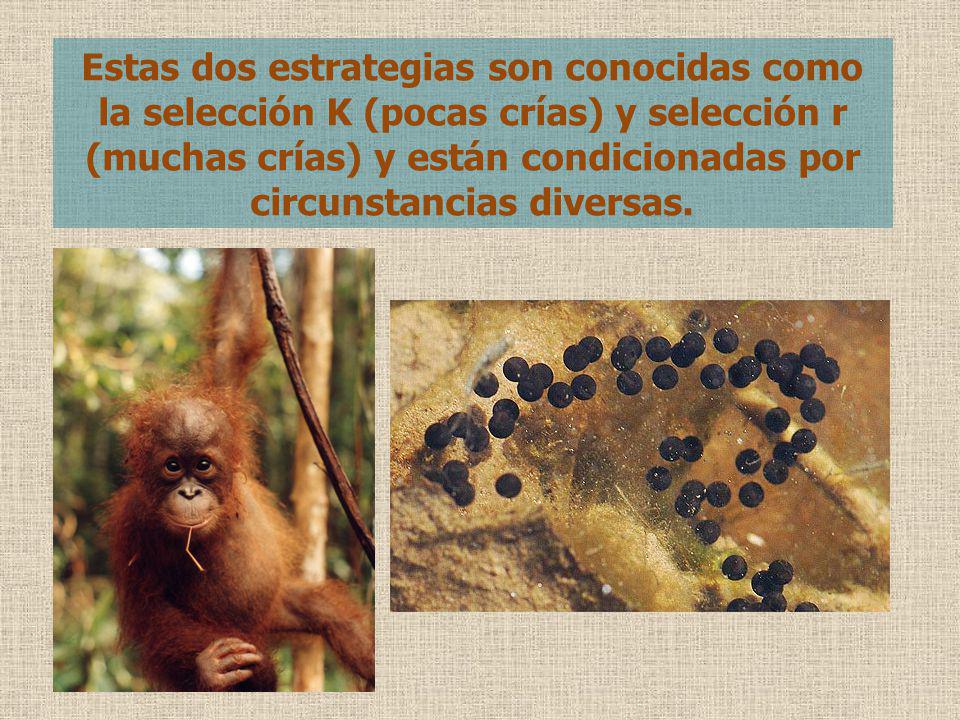Estas dos estrategias son conocidas como la selección K (pocas crías) y selección r (muchas crías) y están condicionadas por circunstancias diversas.