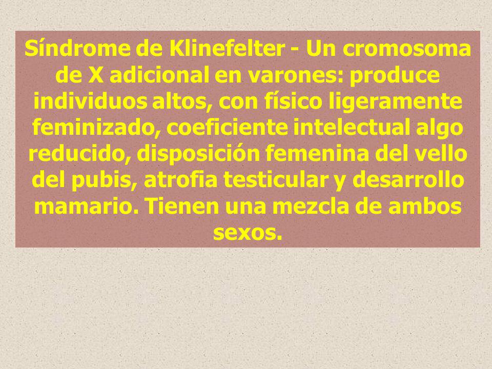 Síndrome de Klinefelter - Un cromosoma de X adicional en varones: produce individuos altos, con físico ligeramente feminizado, coeficiente intelectual algo reducido, disposición femenina del vello del pubis, atrofia testicular y desarrollo mamario.