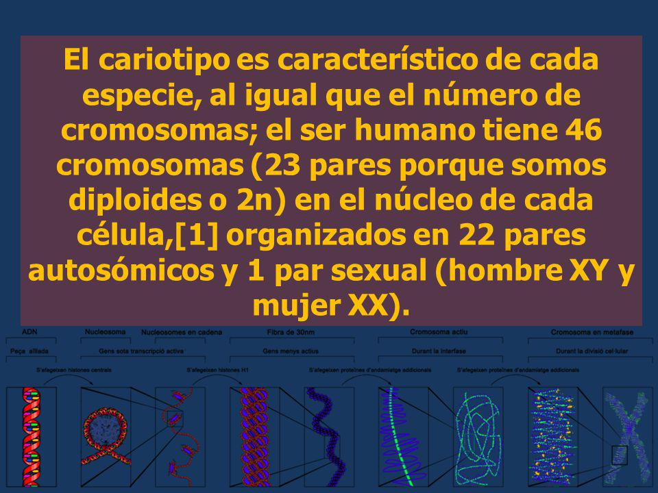 El cariotipo es característico de cada especie, al igual que el número de cromosomas; el ser humano tiene 46 cromosomas (23 pares porque somos diploides o 2n) en el núcleo de cada célula,[1] organizados en 22 pares autosómicos y 1 par sexual (hombre XY y mujer XX).