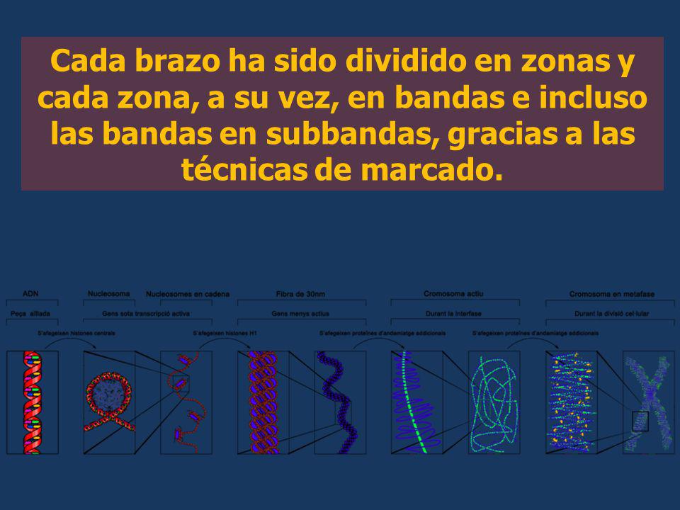 Cada brazo ha sido dividido en zonas y cada zona, a su vez, en bandas e incluso las bandas en subbandas, gracias a las técnicas de marcado.