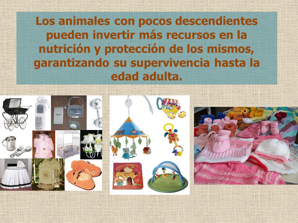 Los animales con pocos descendientes pueden invertir más recursos en la nutrición y protección de los mismos, garantizando su supervivencia hasta la edad adulta.