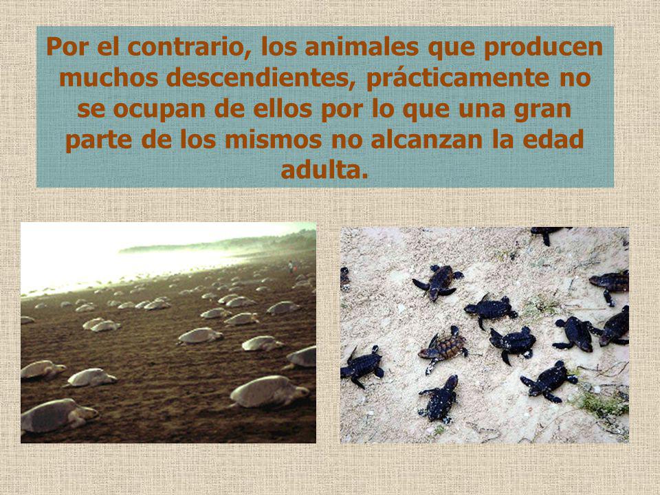 Por el contrario, los animales que producen muchos descendientes, prácticamente no se ocupan de ellos por lo que una gran parte de los mismos no alcanzan la edad adulta.