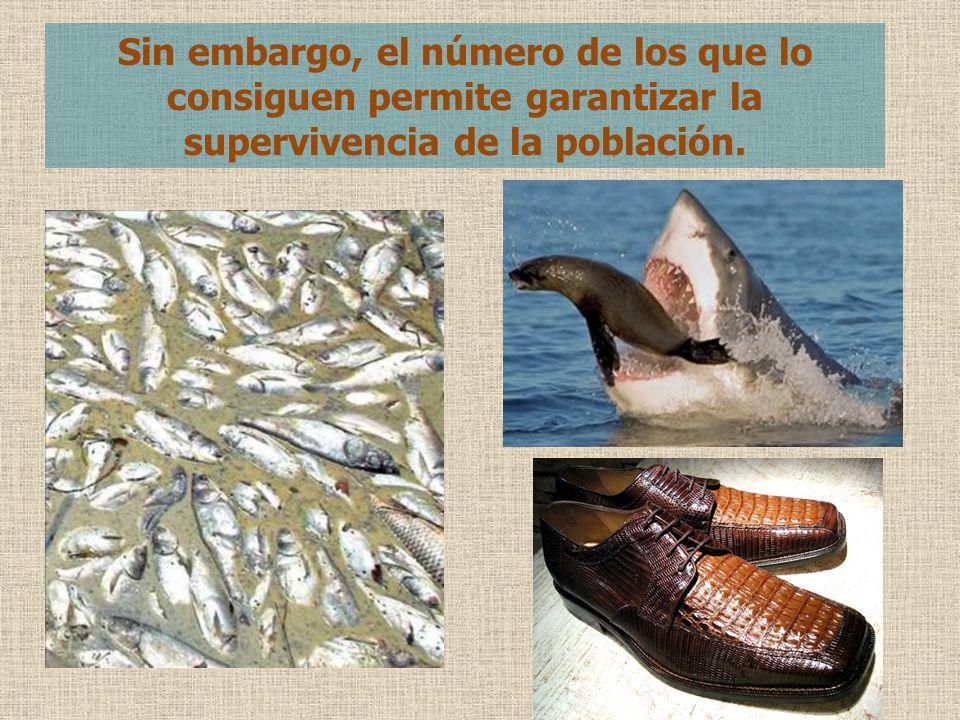 Sin embargo, el número de los que lo consiguen permite garantizar la supervivencia de la población.