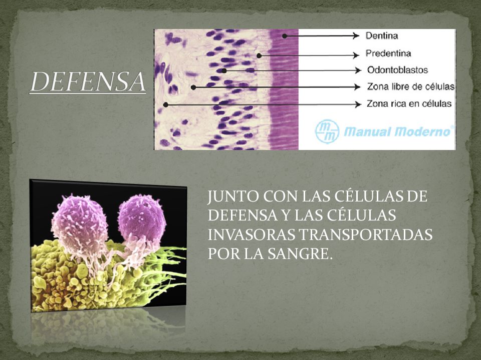 DEFENSA JUNTO CON LAS CÉLULAS DE DEFENSA Y LAS CÉLULAS INVASORAS TRANSPORTADAS POR LA SANGRE.