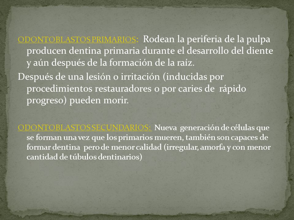 ODONTOBLASTOS PRIMARIOS: Rodean la periferia de la pulpa producen dentina primaria durante el desarrollo del diente y aún después de la formación de la raíz.