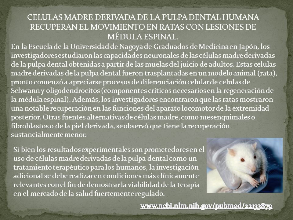 CELULAS MADRE DERIVADA DE LA PULPA DENTAL HUMANA RECUPERAN EL MOVIMIENTO EN RATAS CON LESIONES DE MÉDULA ESPINAL.