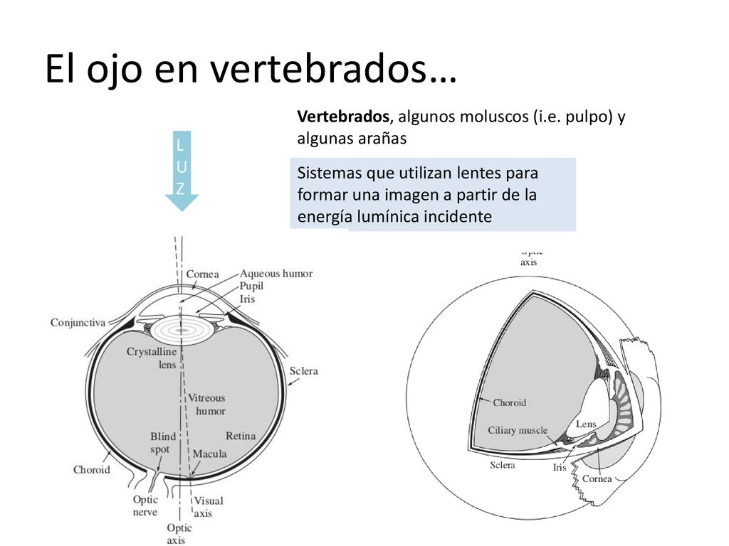 El ojo en vertebrados… Vertebrados, algunos moluscos (i.e. pulpo) y algunas arañas. LUZ.