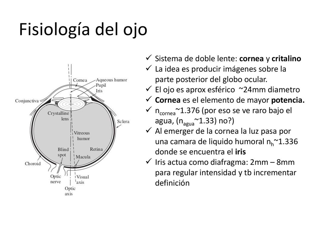 Fisiología del ojo Sistema de doble lente: cornea y critalino