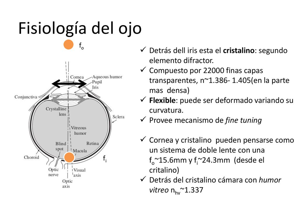 Fisiología del ojo fo. fi. Detrás dell iris esta el cristalino: segundo elemento difractor.