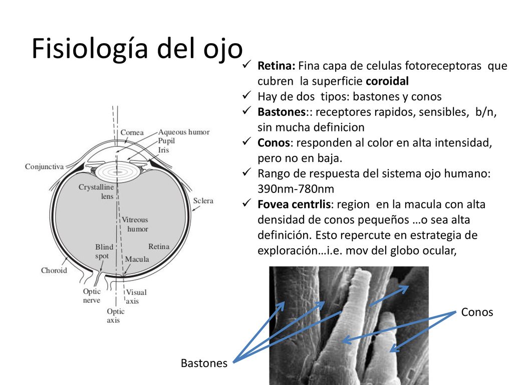 Fisiología del ojo Retina: Fina capa de celulas fotoreceptoras que cubren la superficie coroidal.
