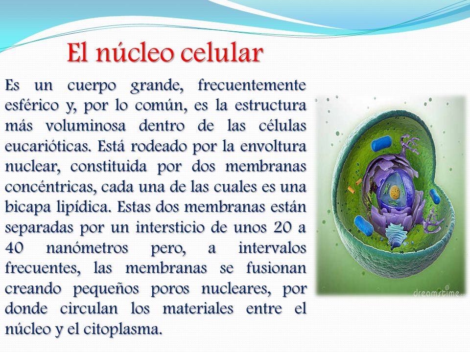 El núcleo celular