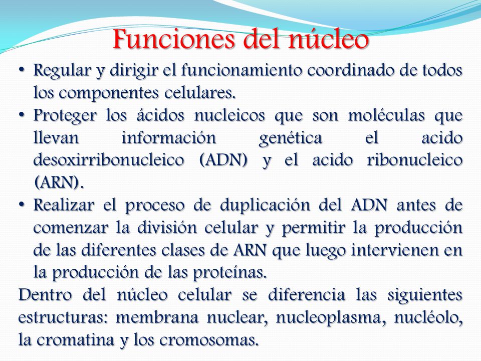 Funciones del núcleo Regular y dirigir el funcionamiento coordinado de todos los componentes celulares.