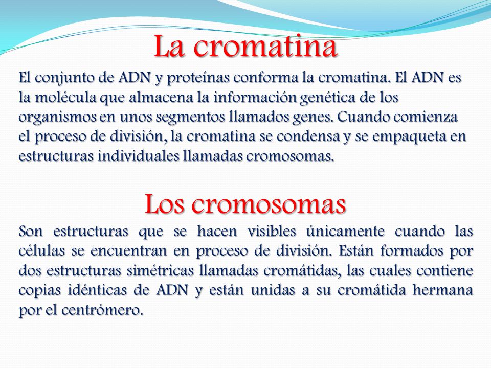 La cromatina Los cromosomas