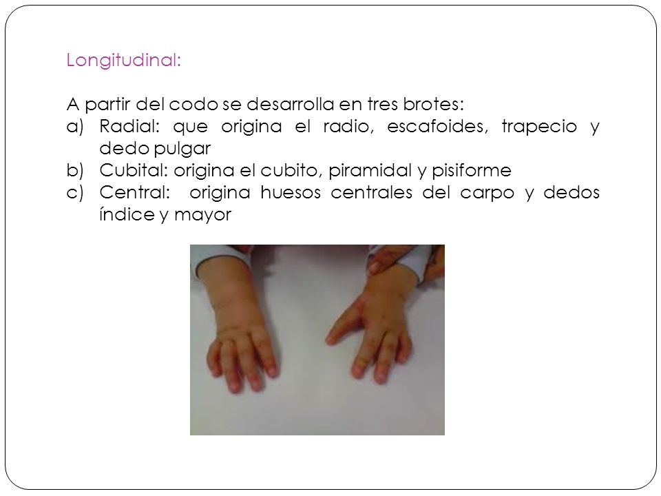 Longitudinal: A partir del codo se desarrolla en tres brotes: Radial: que origina el radio, escafoides, trapecio y dedo pulgar.