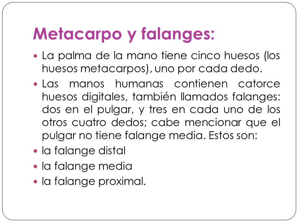 Metacarpo y falanges: La palma de la mano tiene cinco huesos (los huesos metacarpos), uno por cada dedo.
