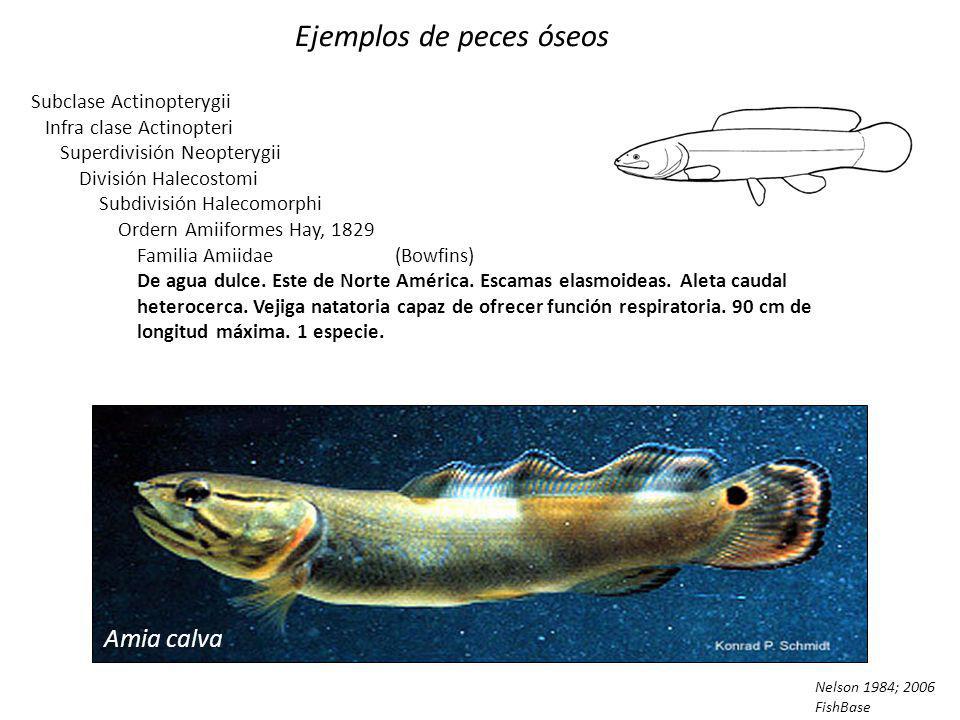 Ejemplos de peces óseos