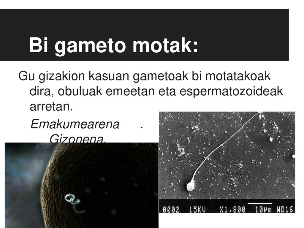 Bi gameto motak: Gu gizakion kasuan gametoak bi motatakoak dira, obuluak emeetan eta espermatozoideak arretan.