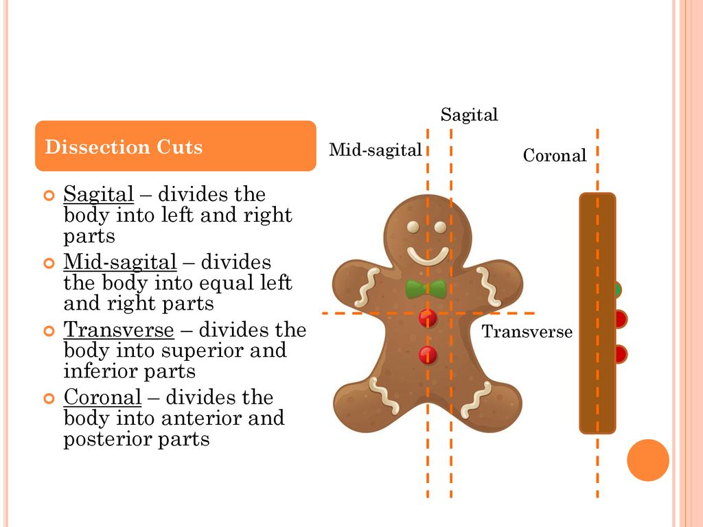 Sagital – divides the body into left and right parts