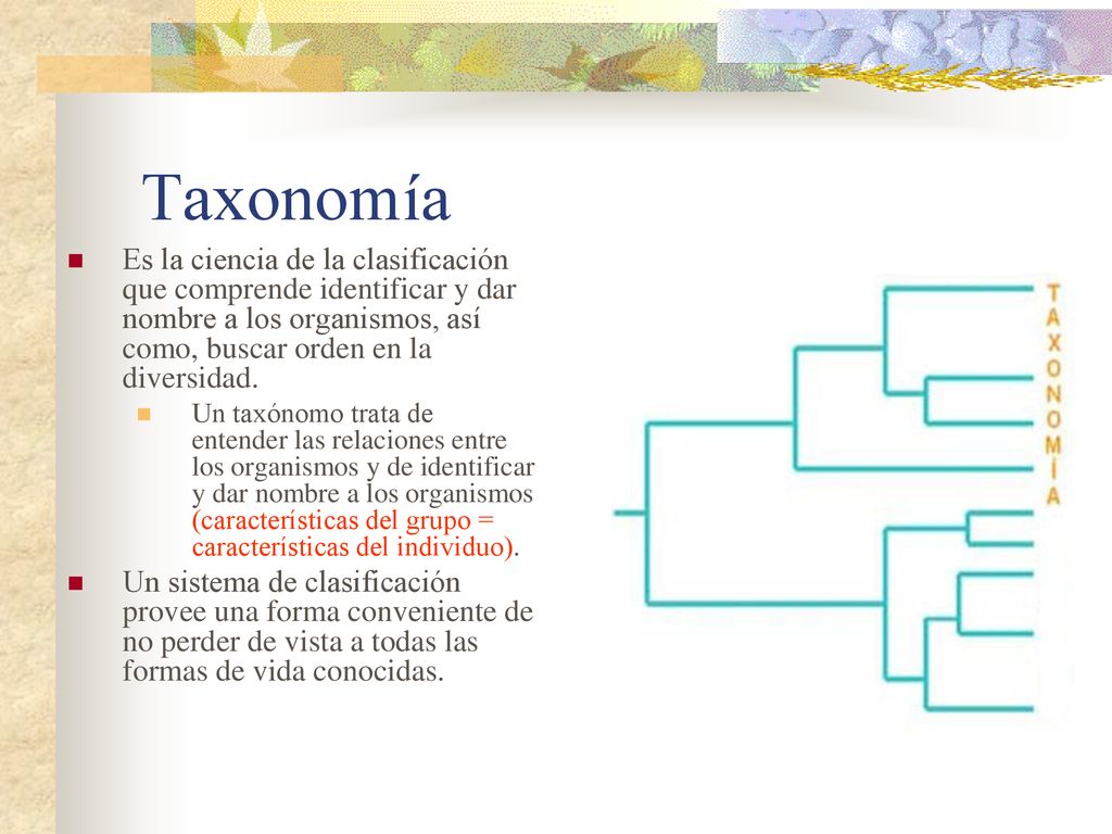 Taxonomía Es la ciencia de la clasificación que comprende identificar y dar nombre a los organismos, así como, buscar orden en la diversidad.