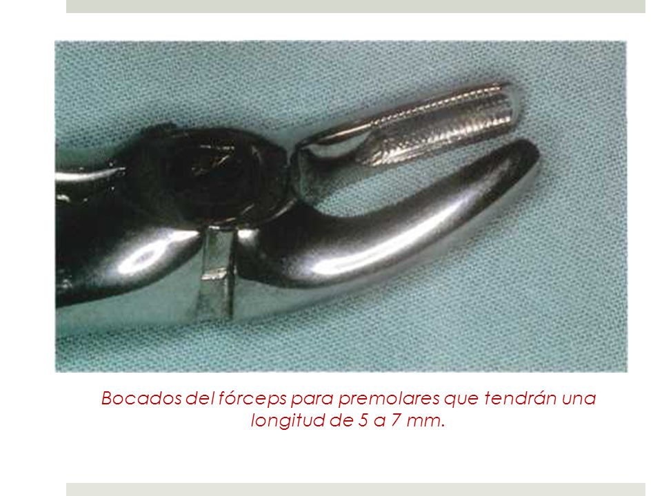 Bocados del fórceps para premolares que tendrán una longitud de 5 a 7 mm.