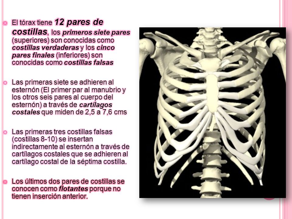 El tórax tiene 12 pares de costillas, los primeros siete pares (superiores) son conocidas como costillas verdaderas y los cinco pares finales (inferiores) son conocidas como costillas falsas