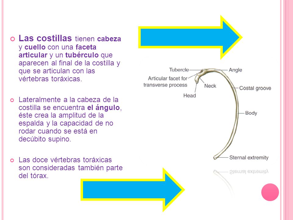 Las costillas tienen cabeza y cuello con una faceta articular y un tubérculo que aparecen al final de la costilla y que se articulan con las vértebras toráxicas.