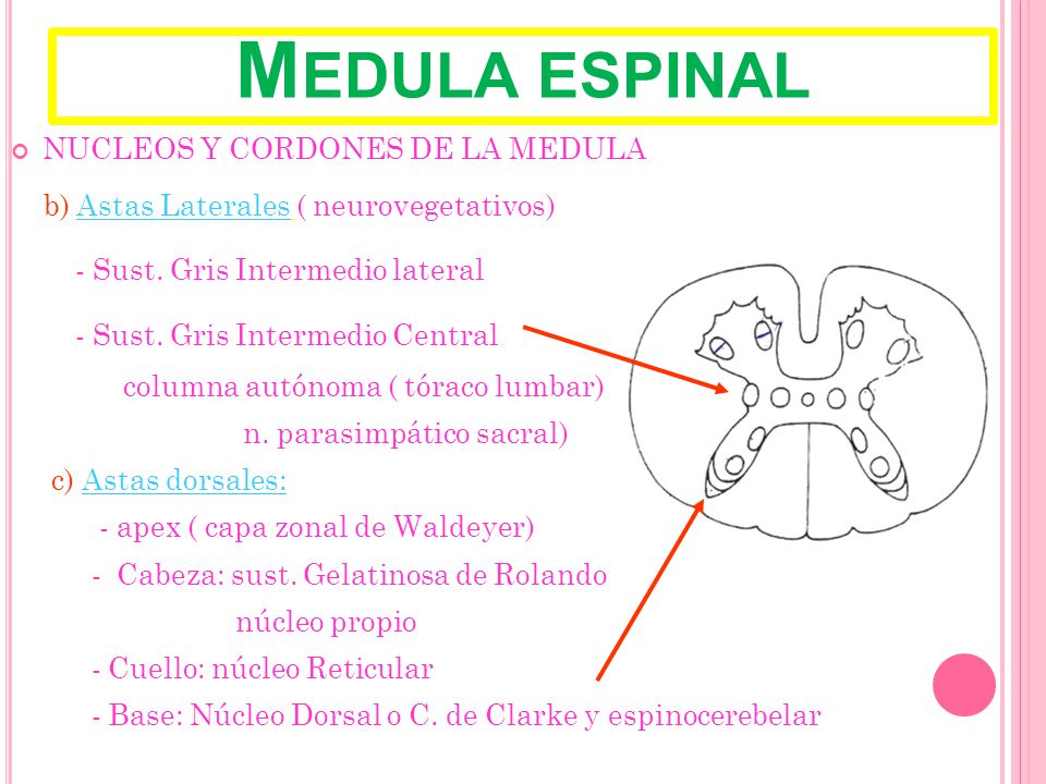 Medula espinal NUCLEOS Y CORDONES DE LA MEDULA