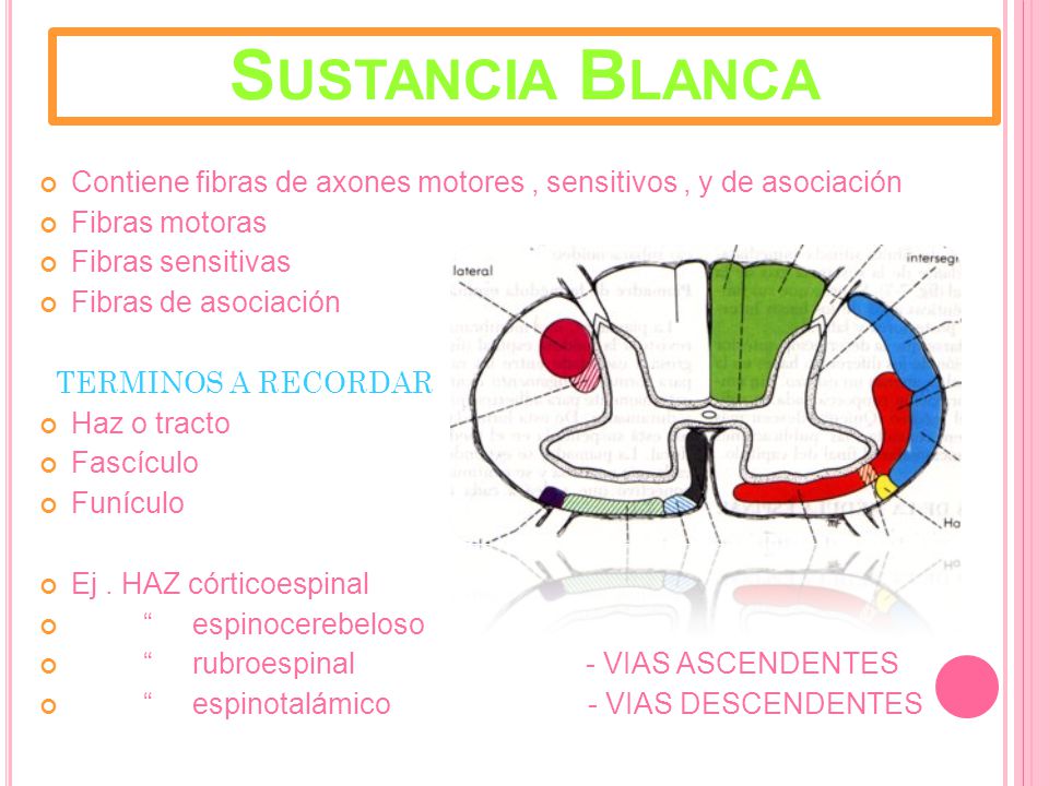 Sustancia Blanca Contiene fibras de axones motores , sensitivos , y de asociación. Fibras motoras.