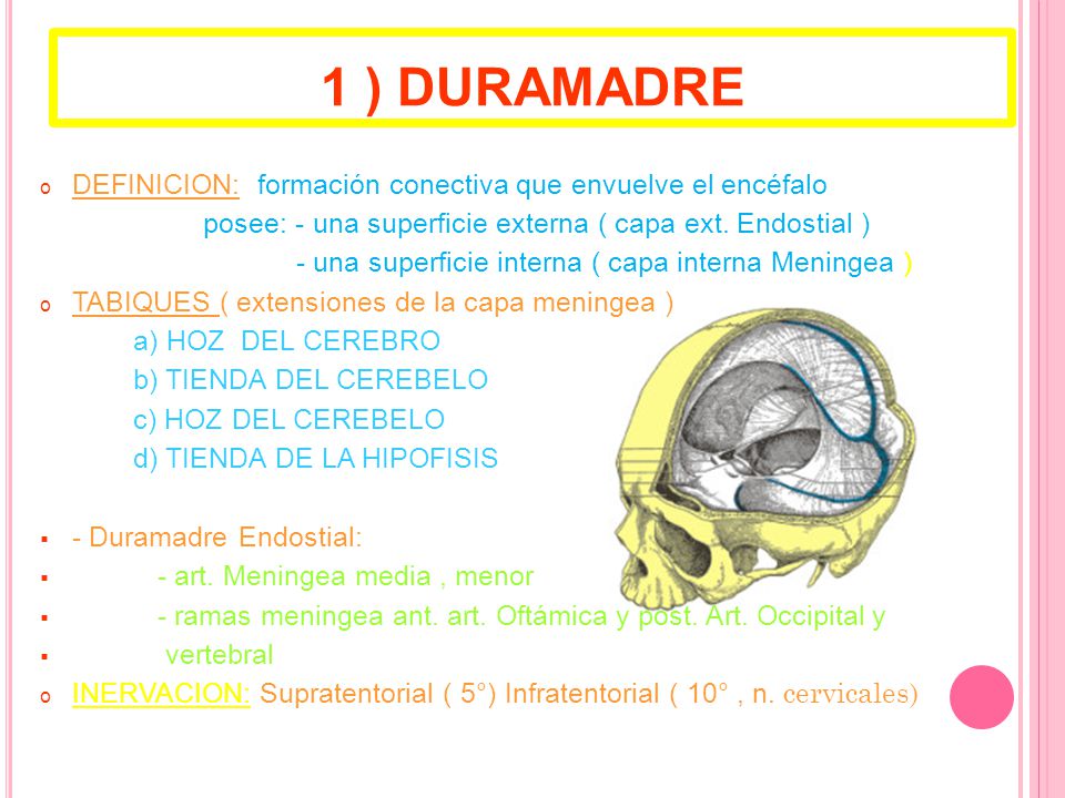 1 ) DURAMADRE DEFINICION: formación conectiva que envuelve el encéfalo