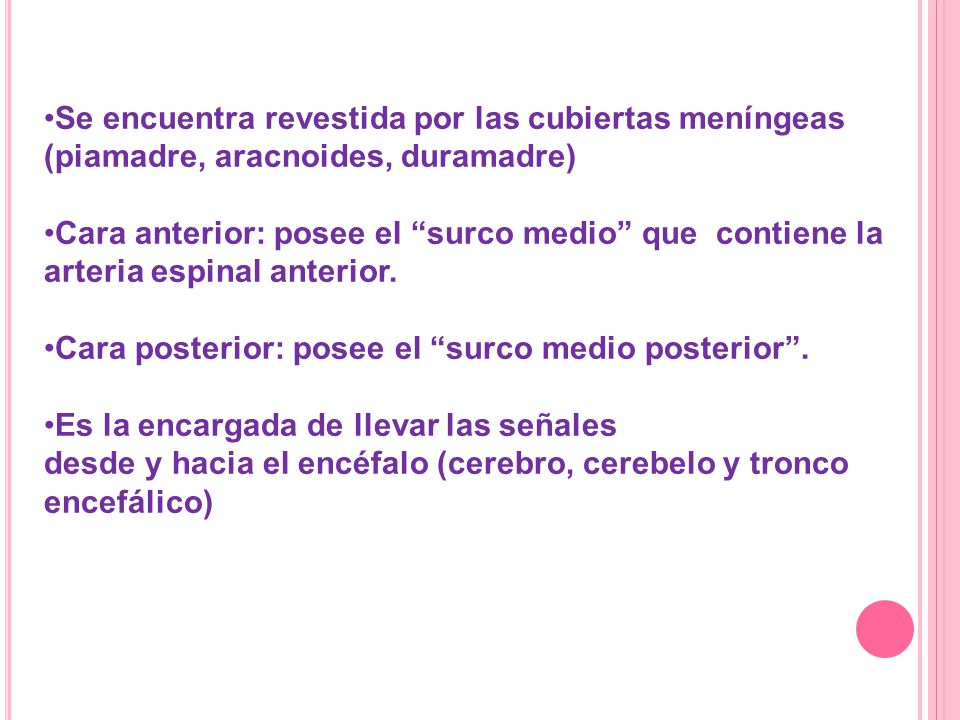 Se encuentra revestida por las cubiertas meníngeas (piamadre, aracnoides, duramadre)