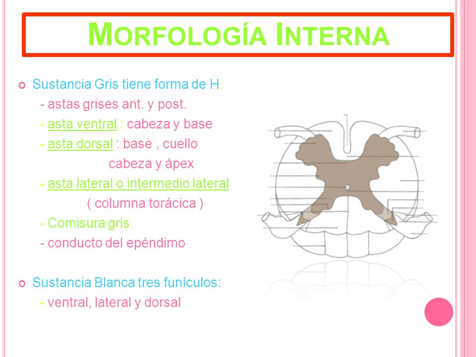 Morfología Interna Sustancia Gris tiene forma de H: