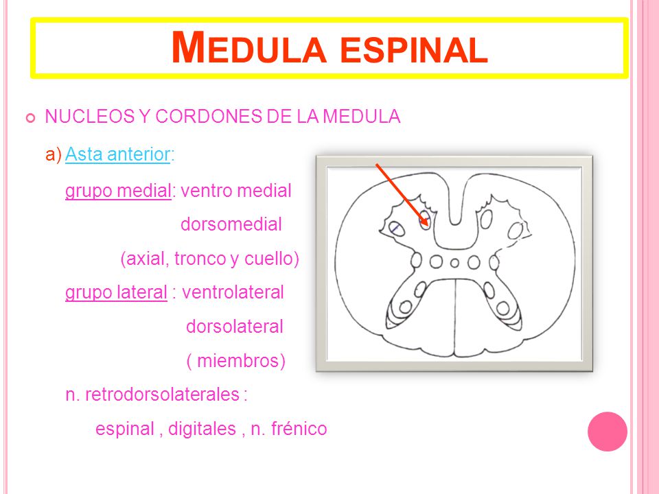 Medula espinal NUCLEOS Y CORDONES DE LA MEDULA a) Asta anterior: