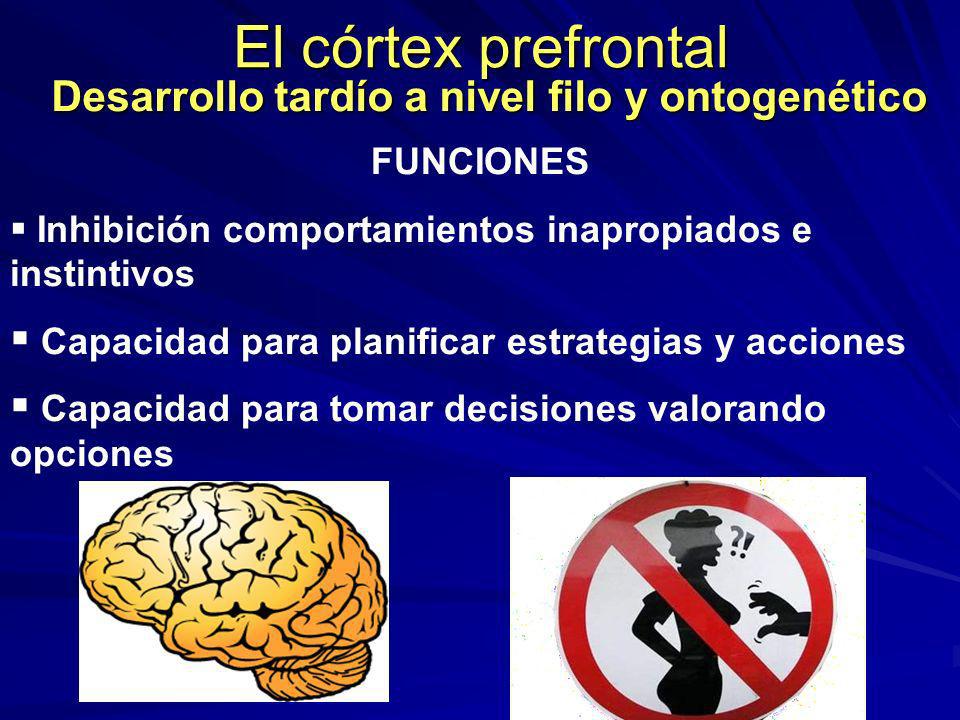 El córtex prefrontal Desarrollo tardío a nivel filo y ontogenético