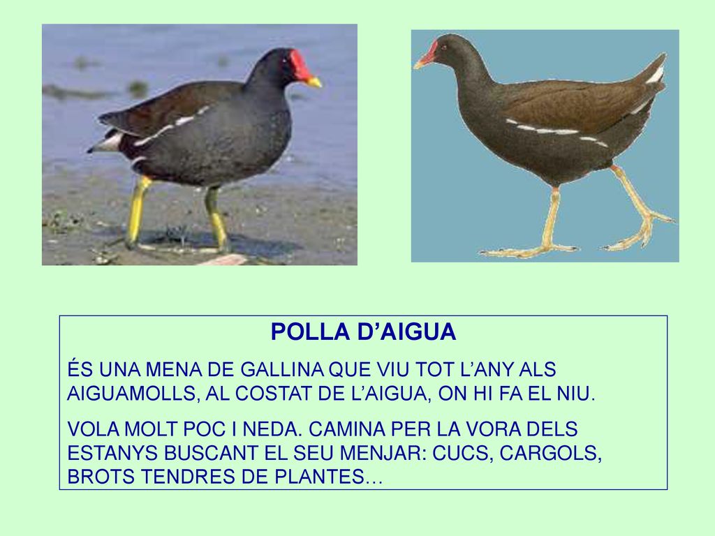 POLLA D’AIGUA ÉS UNA MENA DE GALLINA QUE VIU TOT L’ANY ALS AIGUAMOLLS, AL COSTAT DE L’AIGUA, ON HI FA EL NIU.