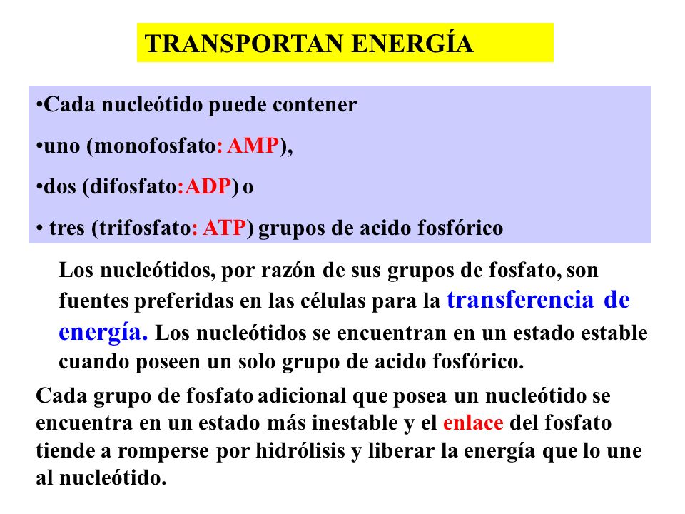TRANSPORTAN ENERGÍA Cada nucleótido puede contener
