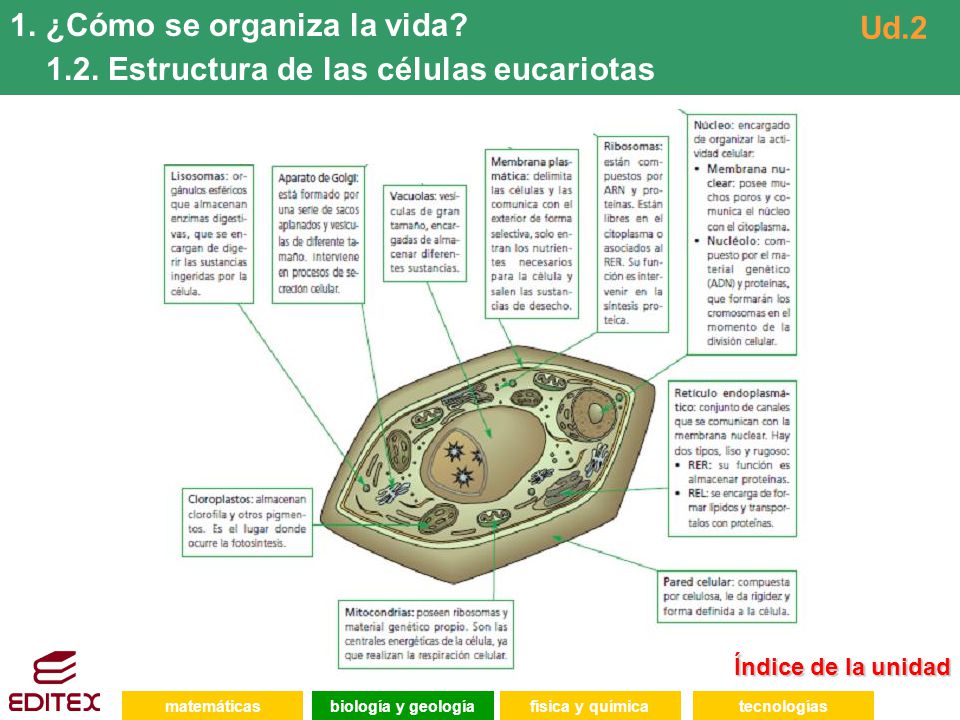 ¿Cómo se organiza la vida 1.2. Estructura de las células eucariotas