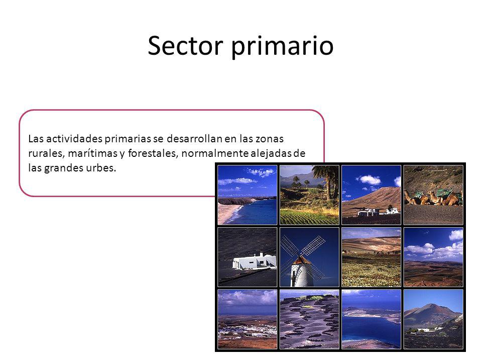 Sector primario Las actividades primarias se desarrollan en las zonas rurales, marítimas y forestales, normalmente alejadas de las grandes urbes.