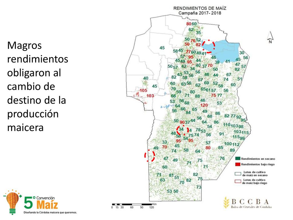 Magros rendimientos obligaron al cambio de destino de la producción maicera