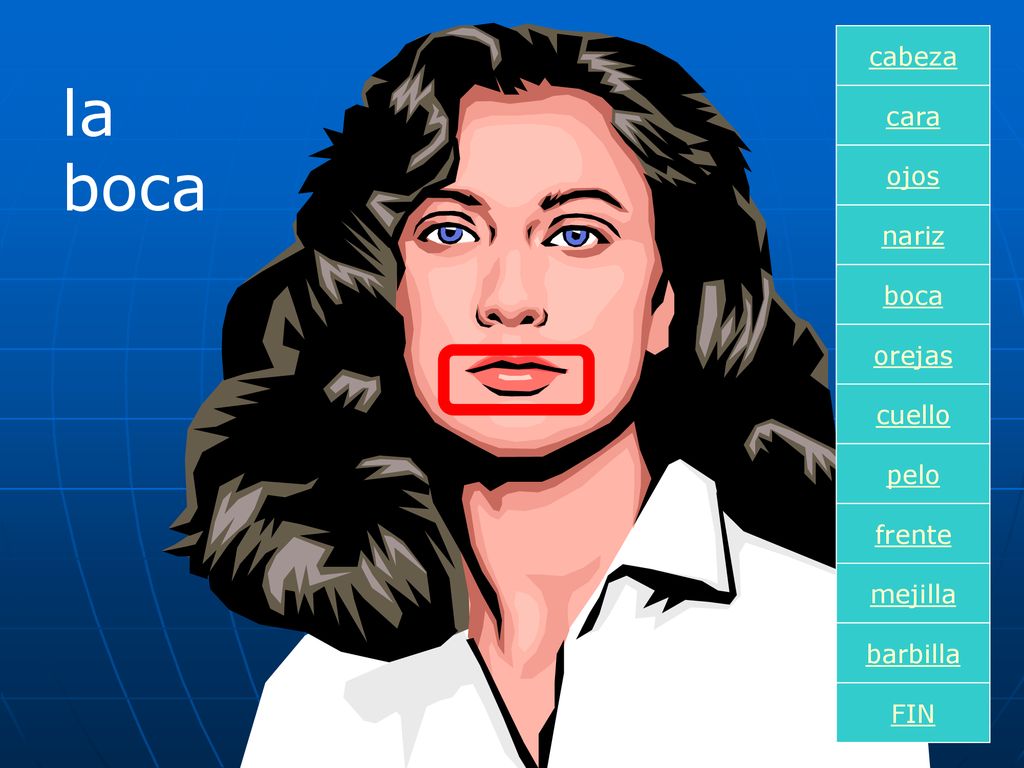 la boca cabeza cara ojos nariz boca orejas cuello pelo frente mejilla
